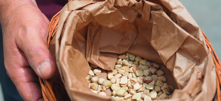 Cicerchia dei Campi Flegrei, la storia del legume più antico del mondo