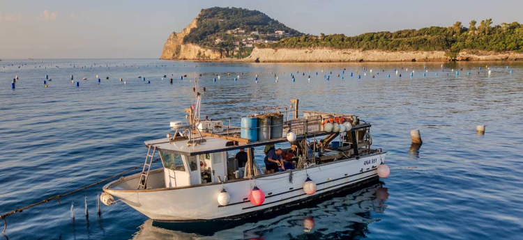 Cozze e ostriche dei Campi Flegrei, i mitili più famosi del mondo