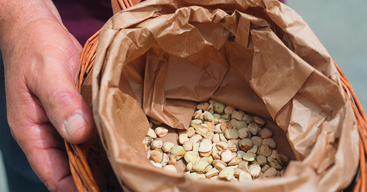 cicerchia-campi-flegrei