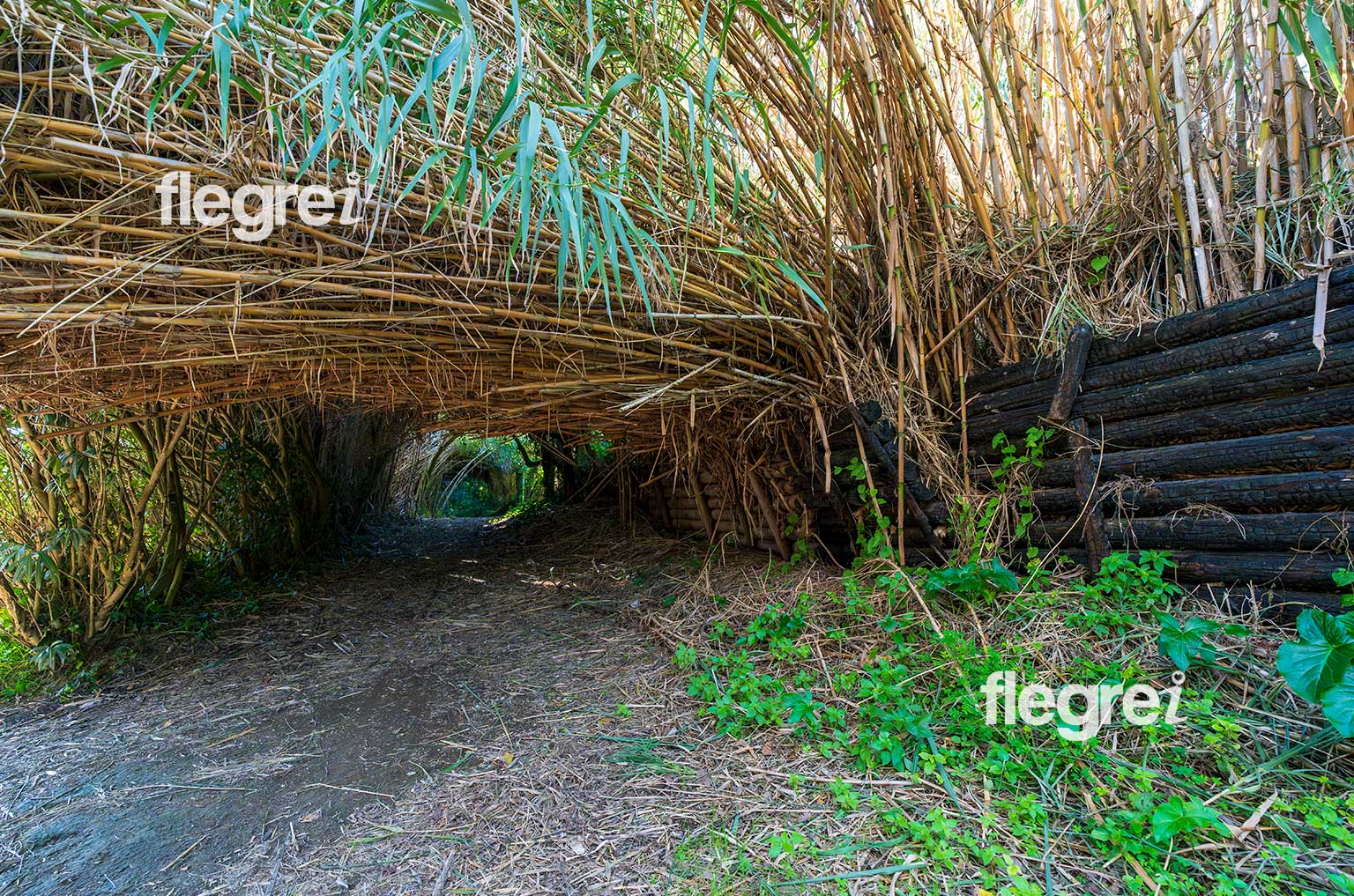 vegetazione-sentiero-trekking-lago-averno-pozzuoli