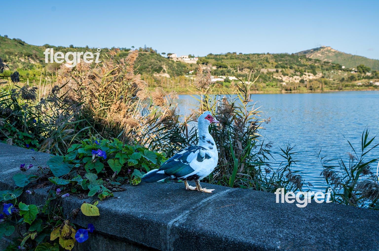 anatre-sentiero-trekking-lago-averno-pozzuoli