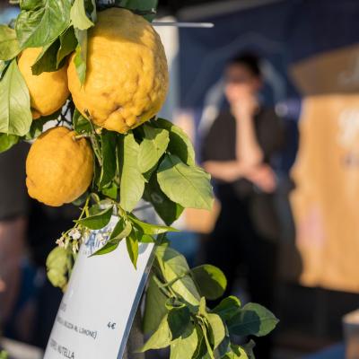 Festa Limone Procida 2025 0114