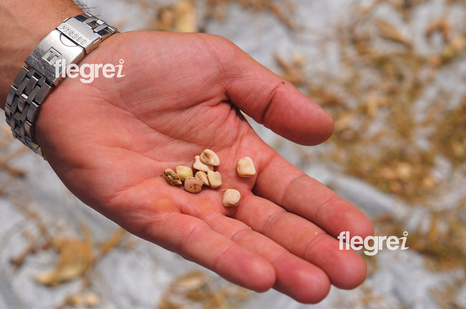 cicerchia-campi-flegrei