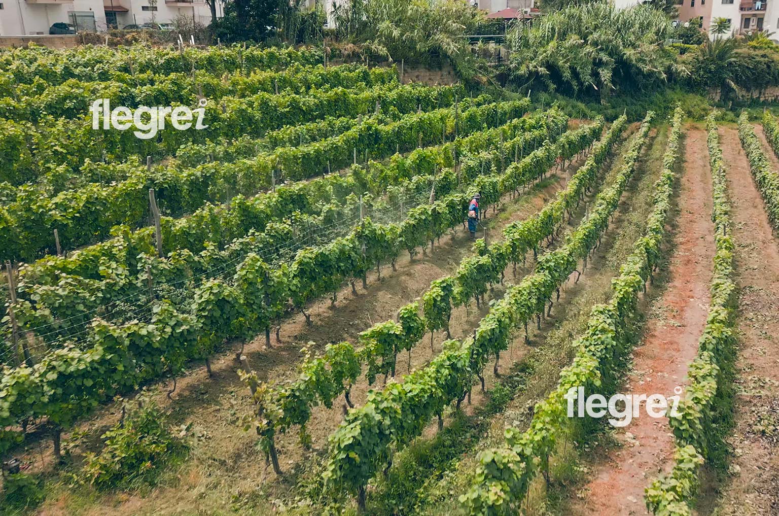 cicerchia-campi-flegrei-terrazzamenti-viti-bacoli